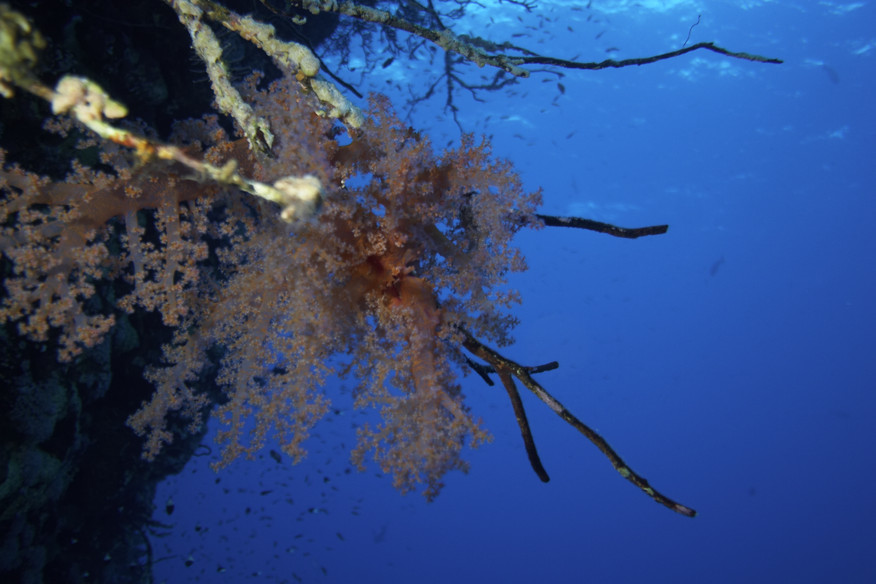 Underwater landscape